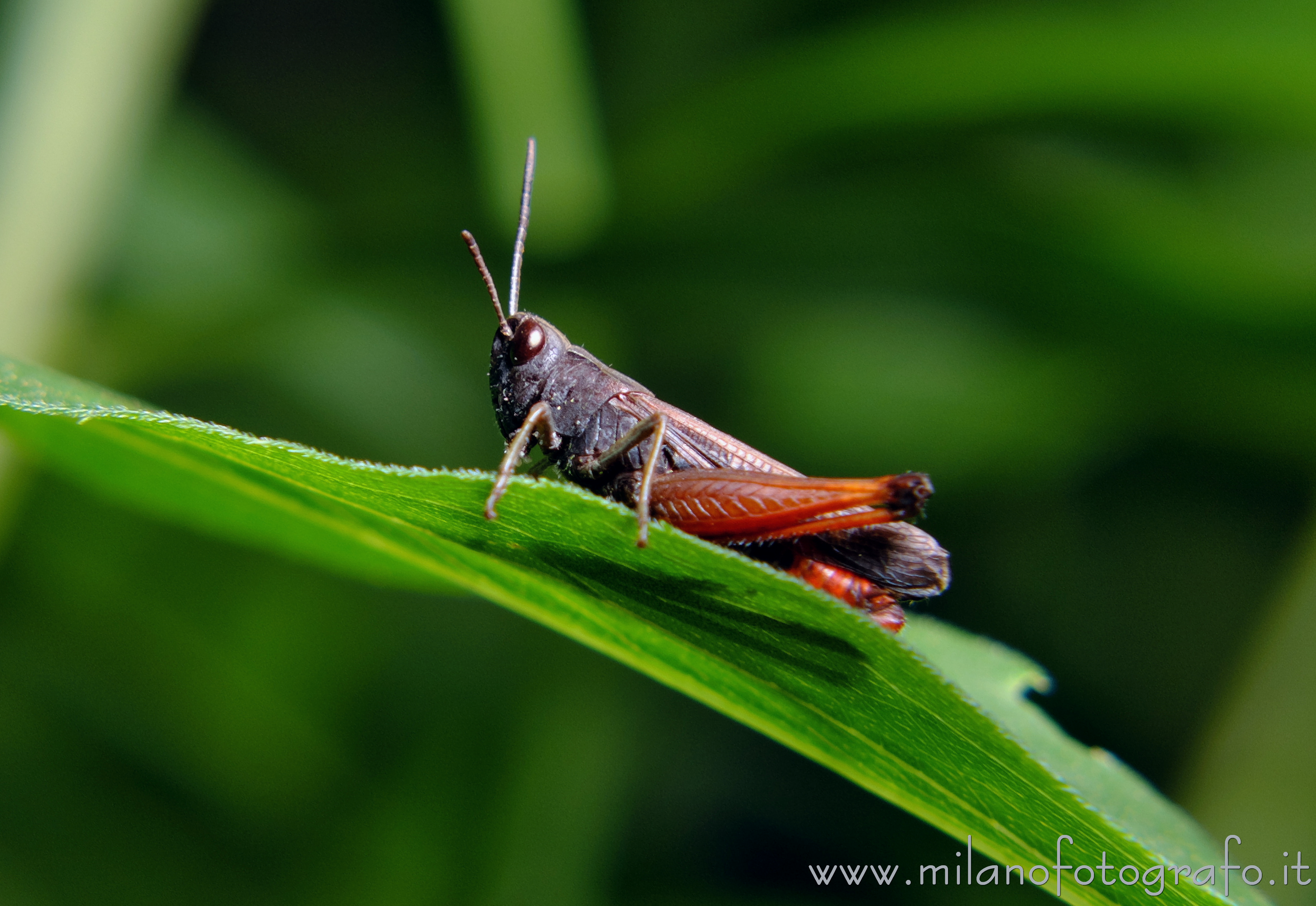 Cadrezzate (Varese Italy) - Male Mocestus rufipes